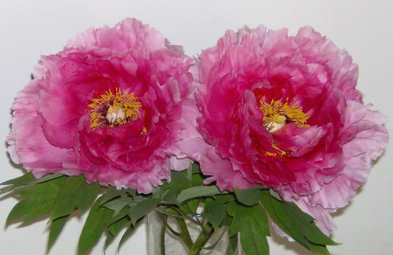 Residenza Le Peonie Apartment Тоди Екстериор снимка
